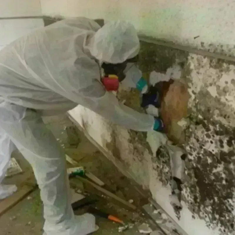 Mold Remediation and Removal in Pemberville, OH